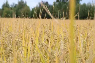 期货晚籼稻和期货早籼稻的区别(期货早籼稻与晚籼稻的区别)_https://www.lytzg.com_原油期货学院_第1张