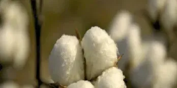 期货棉花是什么(期货棉花今日行情走势)