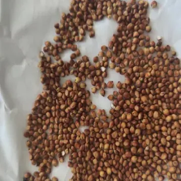 期货高粱价格(期货高粱价格行情)