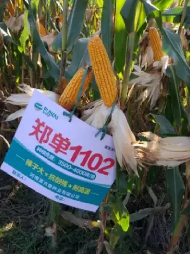 玉米期货表现强姿态(玉米期货技术分析)