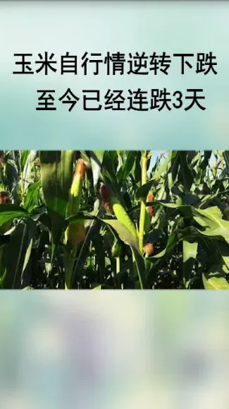 玉米期货为何会涨(玉米期货为何会涨价)