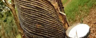 橡胶收割季节对期货价格影响(橡胶收割季节对期货价格影响大吗)_https://www.lytzg.com_原油直播室_第1张