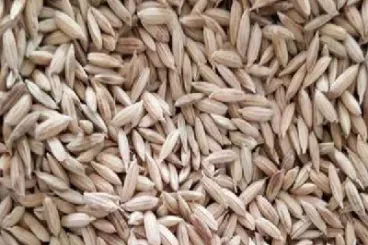 稻谷行期货情走势(稻谷期货价格走势图)_https://www.lytzg.com_原油直播室_第1张