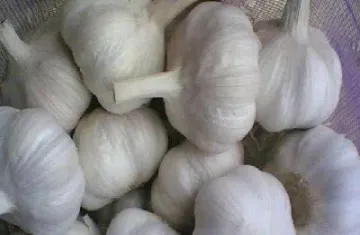 大蒜期货啥时候上市(大蒜期货上市时间)