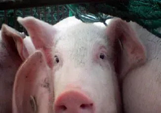 生猪期货的主要参与者是(生猪期货单位是什么)