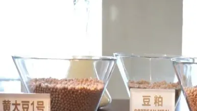 大豆期货合约代码(cbot大豆期货合约)