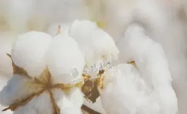 2105棉花期货最新点评(今日期货2108棉花最新点评)