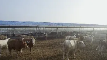 养殖业为什么看期货(养殖业如何用期货对冲)