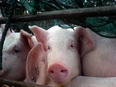 期货生猪多少一斤合适(生猪期货一手多少吨)