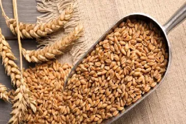 cbot小麦期货走低(小麦期货走势)