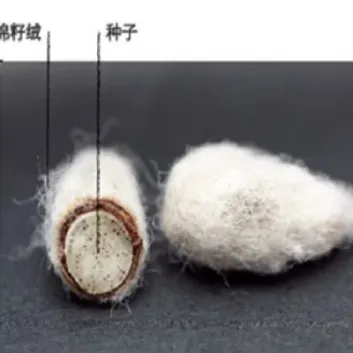 棉短绒期货代码(国内棉花期货代码)