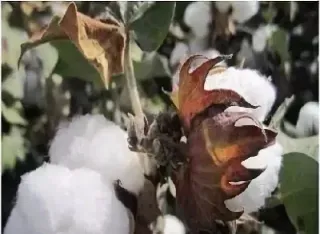 棉花期货影响因素(棉花期货的供求因素分析)