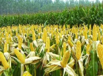 玉米期货能承载多少资金量(玉米期货最多有多少仓)