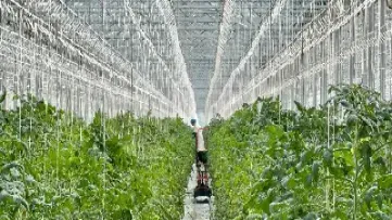 蔬菜期货能上市吗(蔬菜期货有哪些)