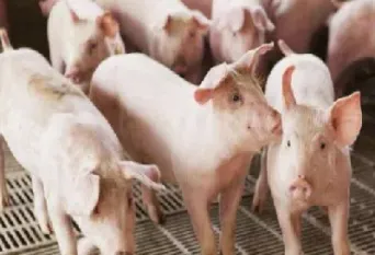 生猪期货交割困难(生猪期货交割困难原因)