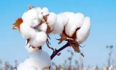 棉花期货实时行情郑州(今日郑州棉花期货价格)