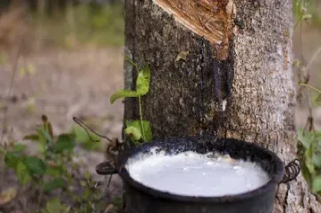橡胶期货有多少品种(橡胶期货是特殊品种吗)