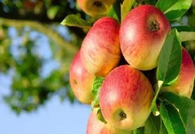 苹果期货目标价格(苹果期货目标价格是多少)