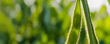 大豆期货最高价在哪里看(豆一期货历史最高价)