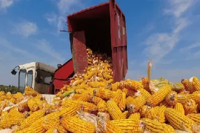 玉米期货的机会(玉米期货受什么影响)