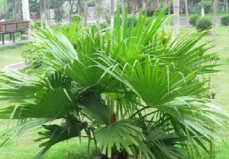 棕榈为啥有期货(期货棕榈活跃吗)