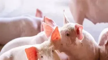 什么人可以参与生猪期货(什么人可以参与生猪期货行情)