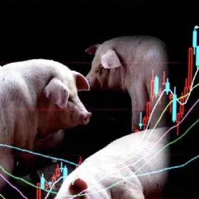 期货生猪是白条猪(白条猪期货价格)