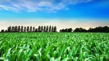 期货交易玉米的成本(期货交易费用明细表玉米)