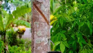 期货天然橡胶有外盘吗(有天然橡胶期货交易的有)