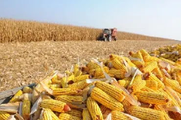 玉米期货连续交易暂停交易(玉米期货连续交易暂停交易怎么回事)