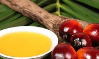 棕榈油期货什么意思(棕榈油期货今日行情)