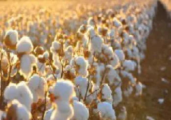 棉花期货怎么加杠杆(棉花期货杠杆一般多少倍)