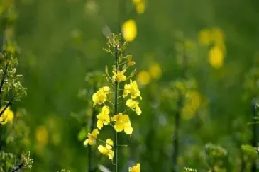 一手菜籽油期货手续费(菜籽油期货合约)