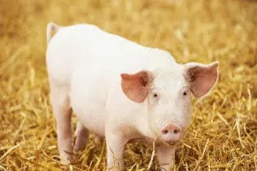 猪肉期货的意思(猪肉期货是怎么回事)