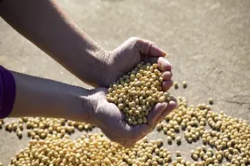 国内豆粕替代菜粕增加(豆粕能替代菜粕吗)