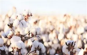 美国期货棉花价格(美国棉花期货价格换算)