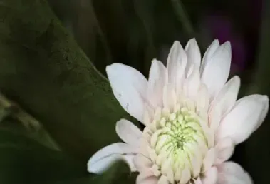 场外期权可以交易吗(场外期权新规解读)