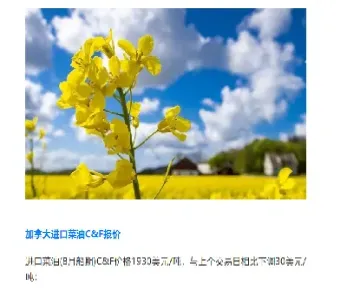 加拿大菜籽油期货(加拿大菜籽油期货最新消息)