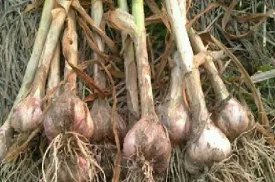 大蒜何时进入大宗商品期货(大宗商品大蒜期货行情走势)