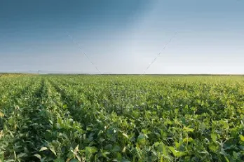 大豆期货价格走势预测(大豆一号期货今天走势)