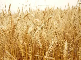 小麦期货价格多少(小麦期货最新价格)