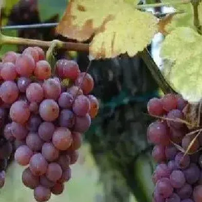 期货如何选择品种(期货怎样选择品种)