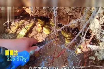 捡到黄金可以去卖掉吗(什么地方可以捡到黄金)