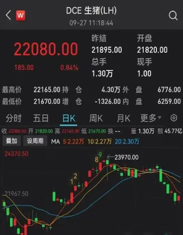 生猪期货主力今日最新消息(生猪期货下一个主力会是哪个合约)