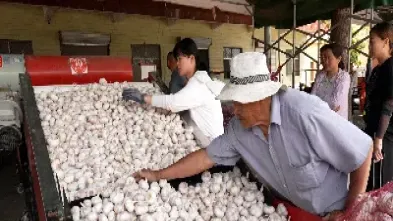 看大蒜期货交易在哪里(大蒜期货交易市场)