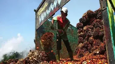 马来西亚棕榈油期货最新消息(马来西亚棕榈油期货最新行情)