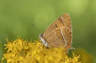 期权手续费收单次还是双边(期权收费是单边还是双边)
