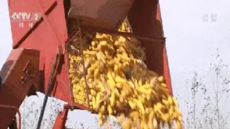 玉米期货价格和玉米物价一样吗(玉米期货价格行情)