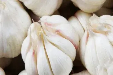 大蒜期货最高价格(大蒜期货上市时间)