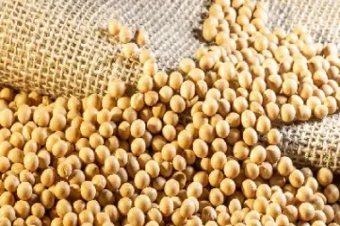 今日大豆期货预测(今日大豆油期货行情)